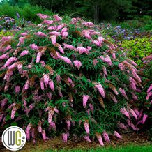 BuddlejaPinkCascade_gugplanteskole